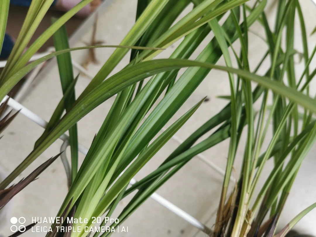 兰花直播间小黄车专用一花一拍满两百包邮可多订单累计