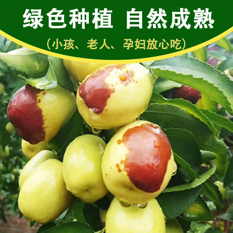 张三大枣 脆甜鲜枣，绿色食品，小时候的味道