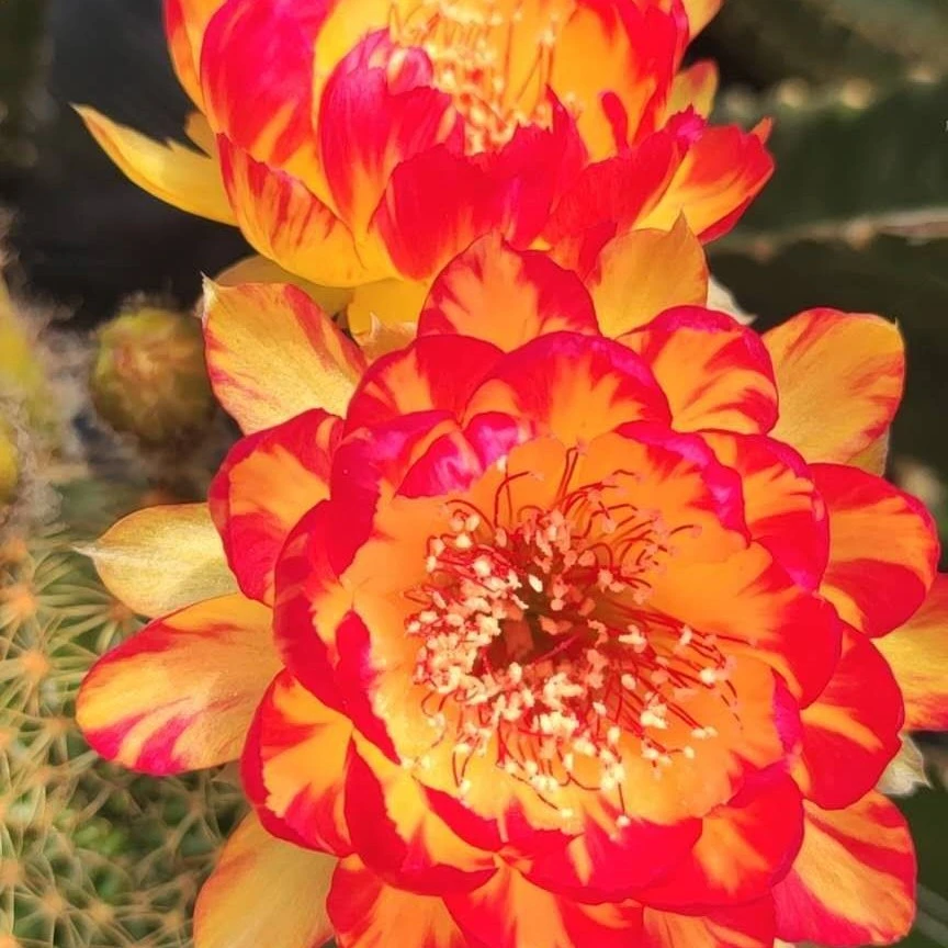 仙人球丽花属黄金荷花bivbit植物简单夏季美观庭院秋季春季金黄色