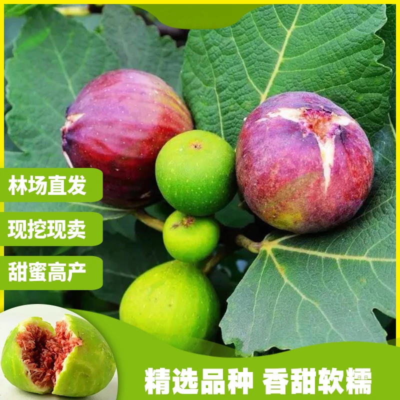 无花果树果苗波姬红无花果树苗盆栽带果带土特大无花果苗当年结果