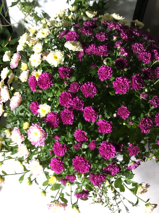 美人菊盆栽带花大苗小雏菊花 荷兰菊千头菊花卉 窗台庭院植物耐寒