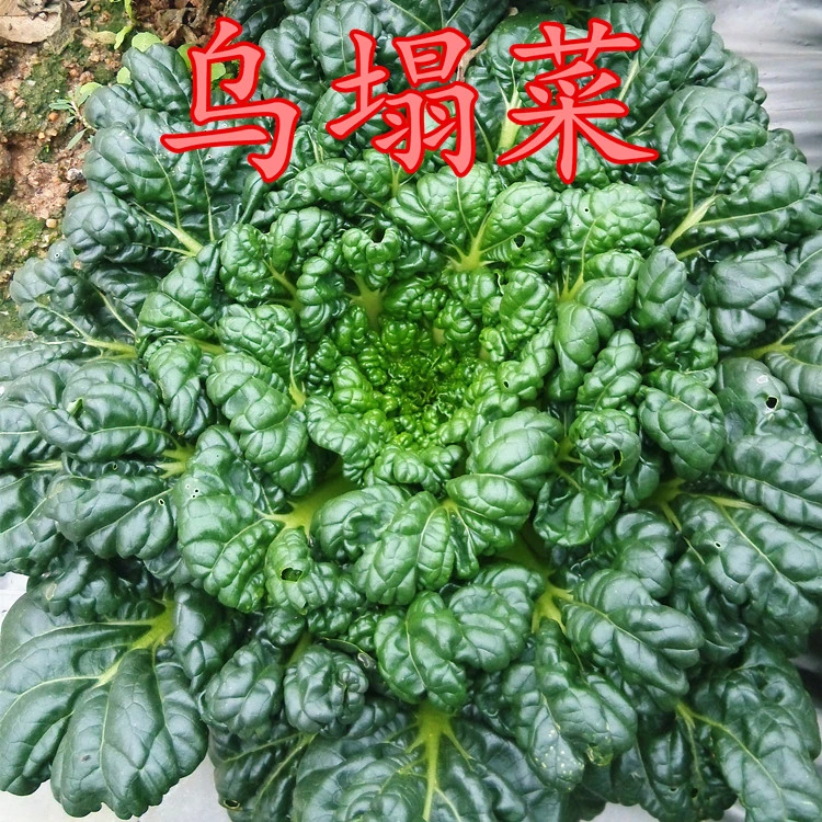 乌塌菜种子耐寒雪里金花黄心乌秋冬四季蔬菜种籽盆栽耐寒口感好