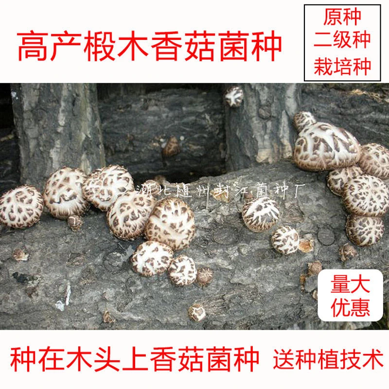 椴木香菇菌种香菇种子木头香菇菌种种木头香菇菌种段木香菇菌种
