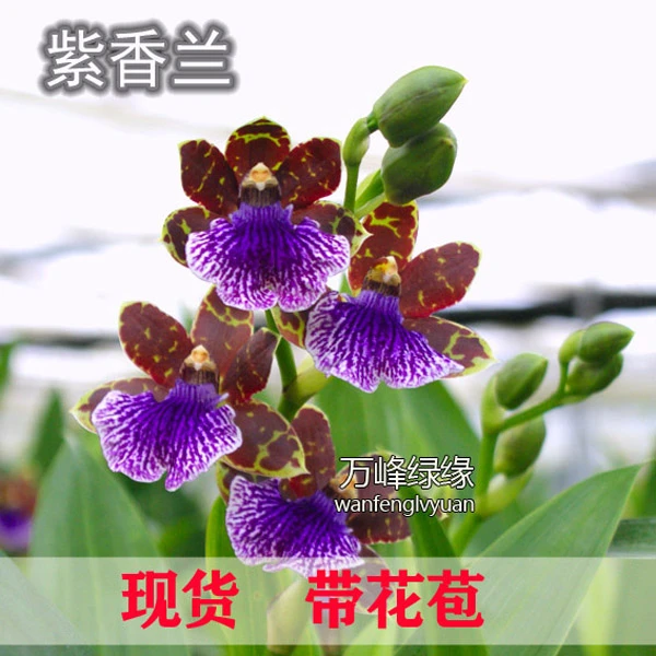 绿缘兰花洋兰-名贵紫香兰-轭瓣兰宽叶浓香兰原盆发货室内花卉四季