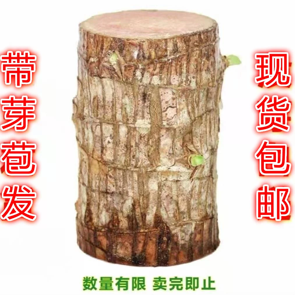 带芽巴西木盆栽水培小绿植幸运木格鲁特室内客厅桌面造型盆景植物