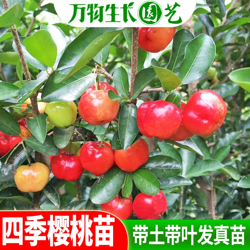 樱桃树苗新品热卖印度针叶樱桃苗果苗一年四季结果树庭院种植盆栽