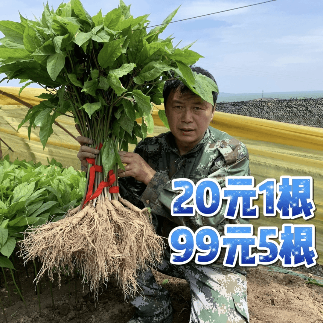 原产地长白山人参20元（45克-55克/根）拍一单发5根