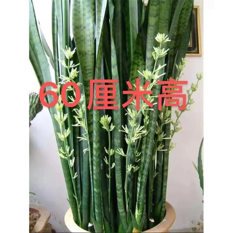 遇花卉【60厘米高】银脉虎皮兰盆栽绿色虎皮兰室内吸甲醛净化空