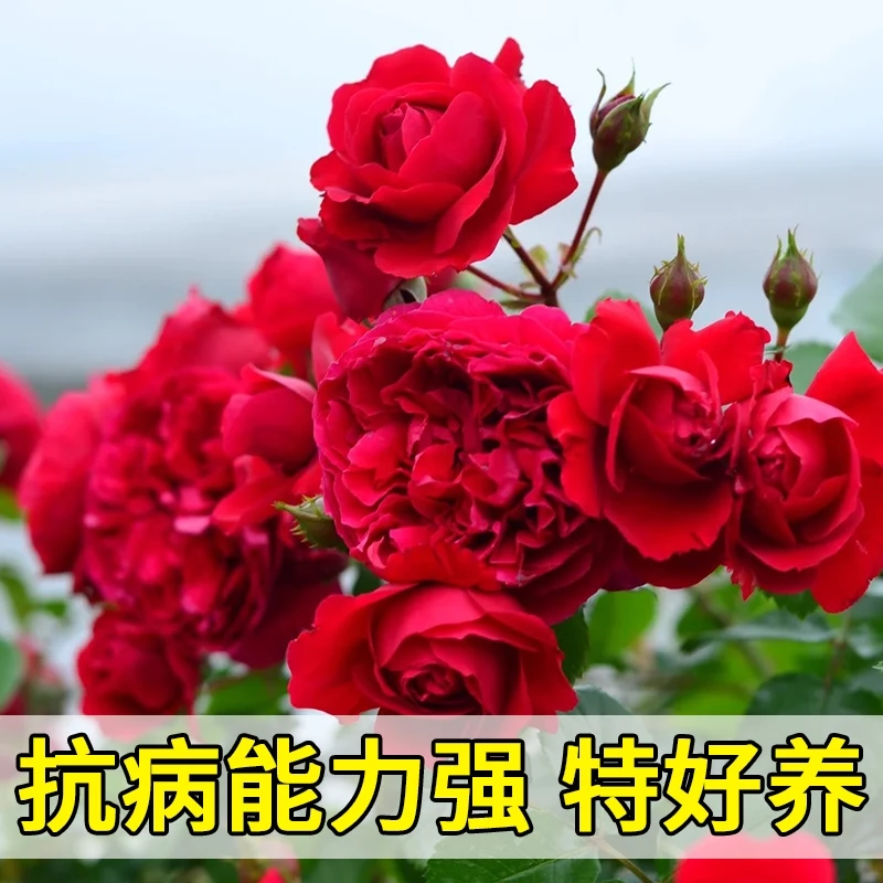 爬藤蔷薇弗罗伦蒂娜月季盆栽阳台庭院多年生藤本花墙拱门玫瑰大花