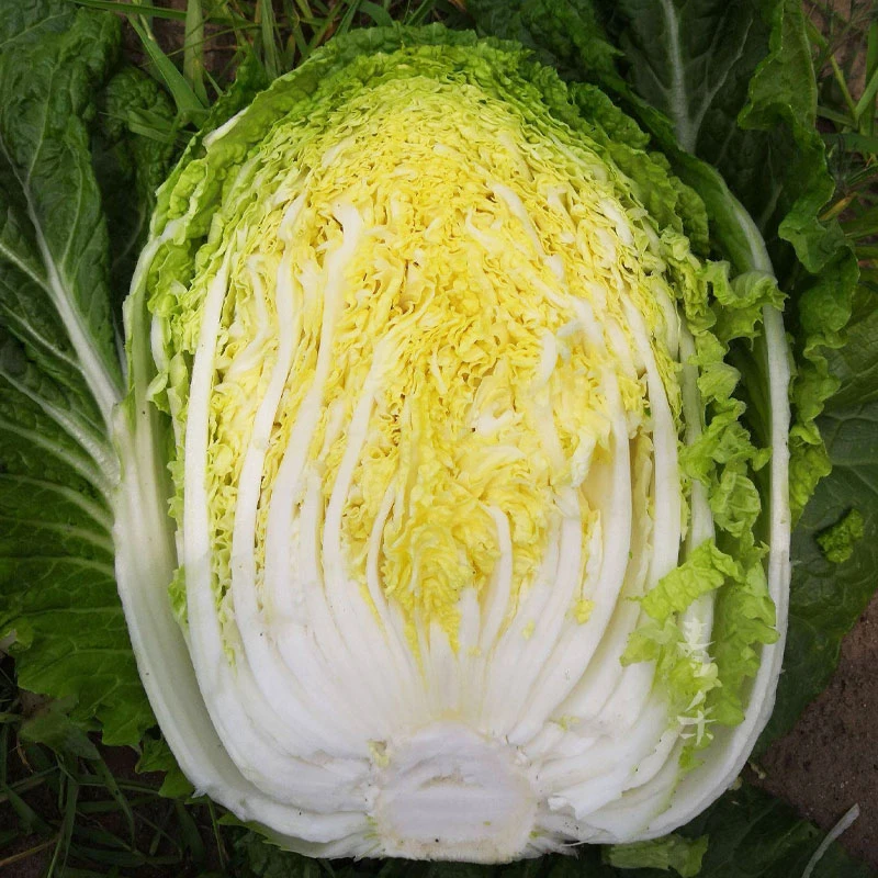 山东黄心秋大白菜种子娃娃菜菜种四季秋季冬季籽种播种蔬菜子菜籽