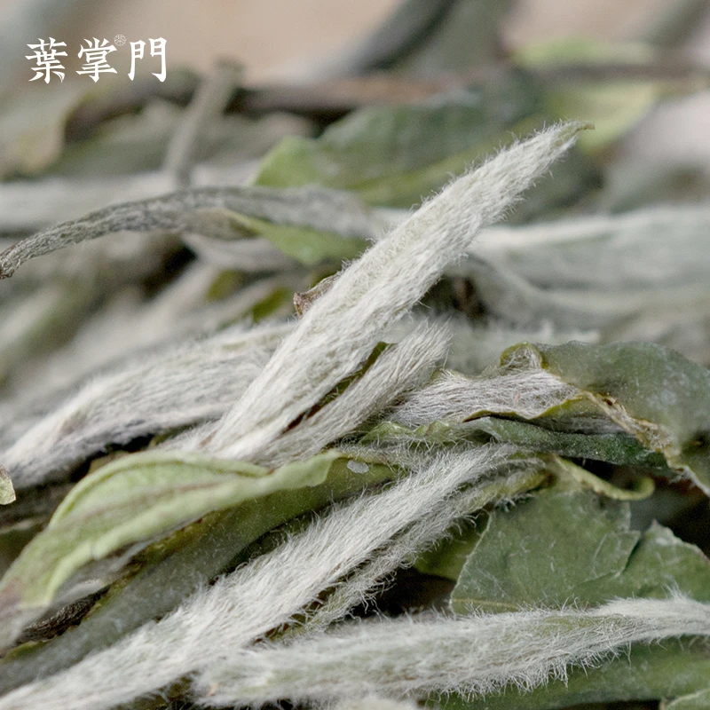 【2025年磻溪黄岗牡丹王】叶掌门福鼎白茶白牡丹