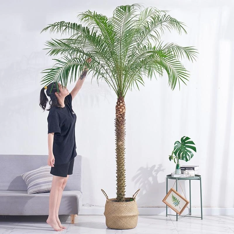 针葵盆栽大型植物室内室外客厅办公室盆栽针葵北欧风网红绿植盆景