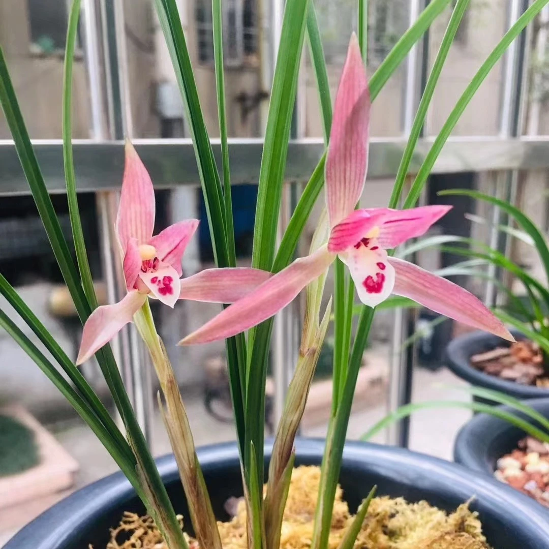 春天开花 精品兰花苗莲瓣细叶红豆 高端绿植 粉色红花