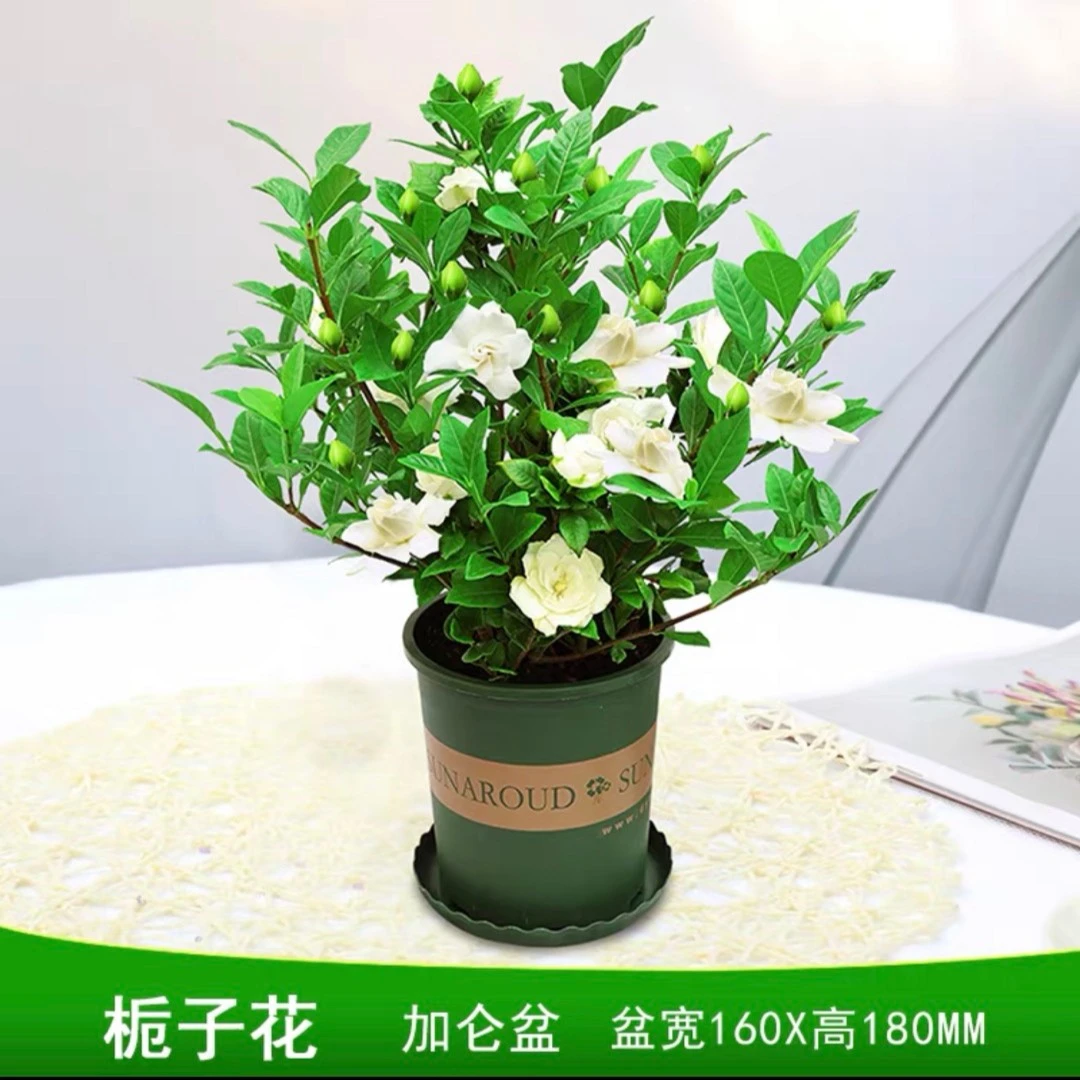 栀子花盆栽花卉苗多年生好养植物阳台庭院浓香型气芳香清新花卉