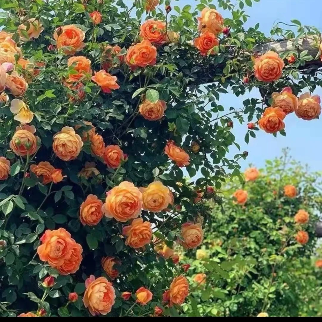 夏洛特夫人大花浓香耐阴好爬藤月季玫瑰花藤本月季