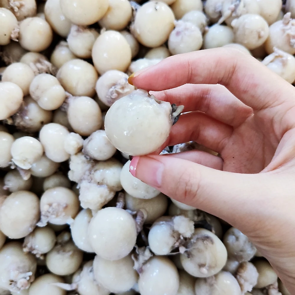 连云港 生鲜八爪鱼籽 200g/包