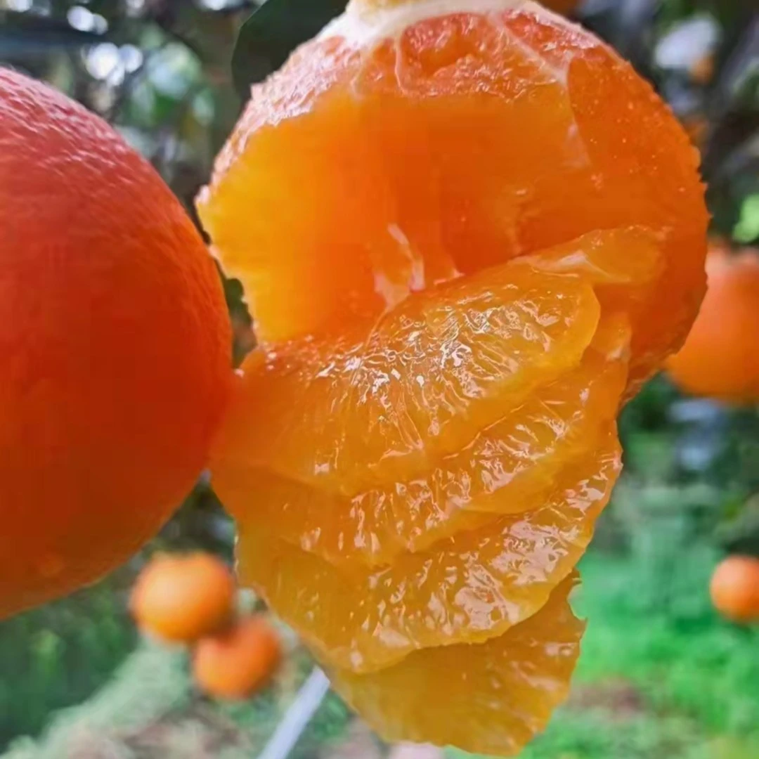 【坏果包赔】湖北宜昌九月红脐橙产地直发包邮