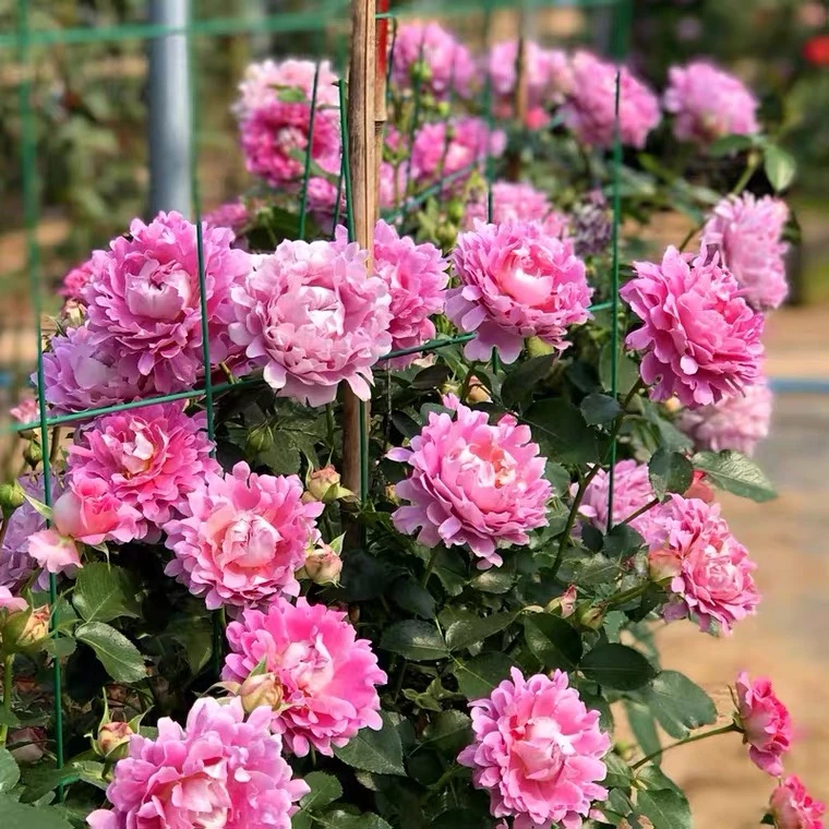 灌木梦幻褶边月季花勤花
