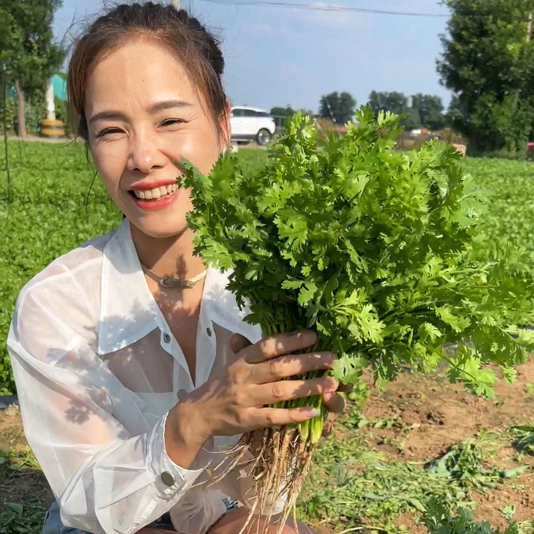 四季速生香菜种子大叶香菜籽夏季耐热阳台盆栽农家蔬菜芫荽种孑