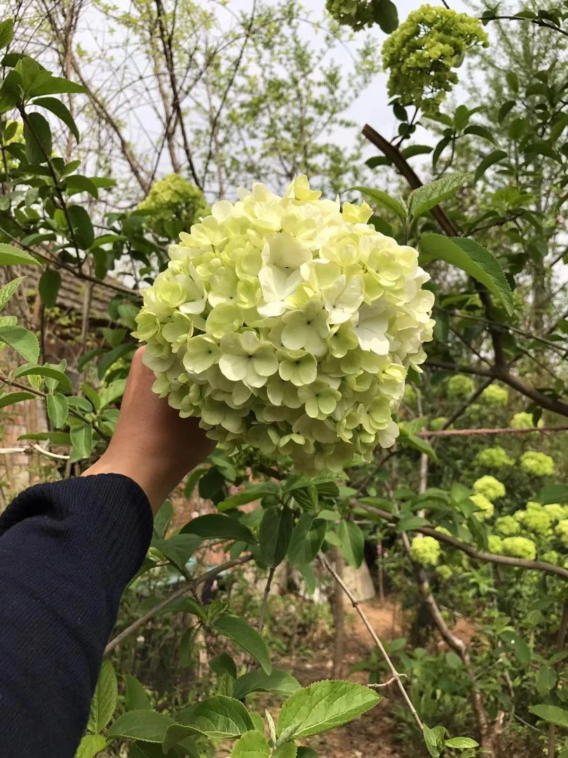 中华木本绣球斗球