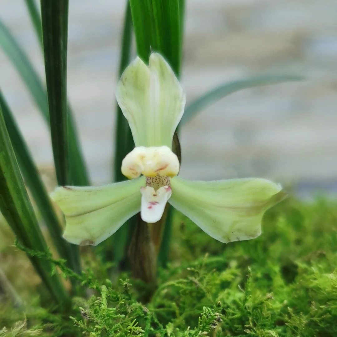 朵朵香兰花买前联系卖家