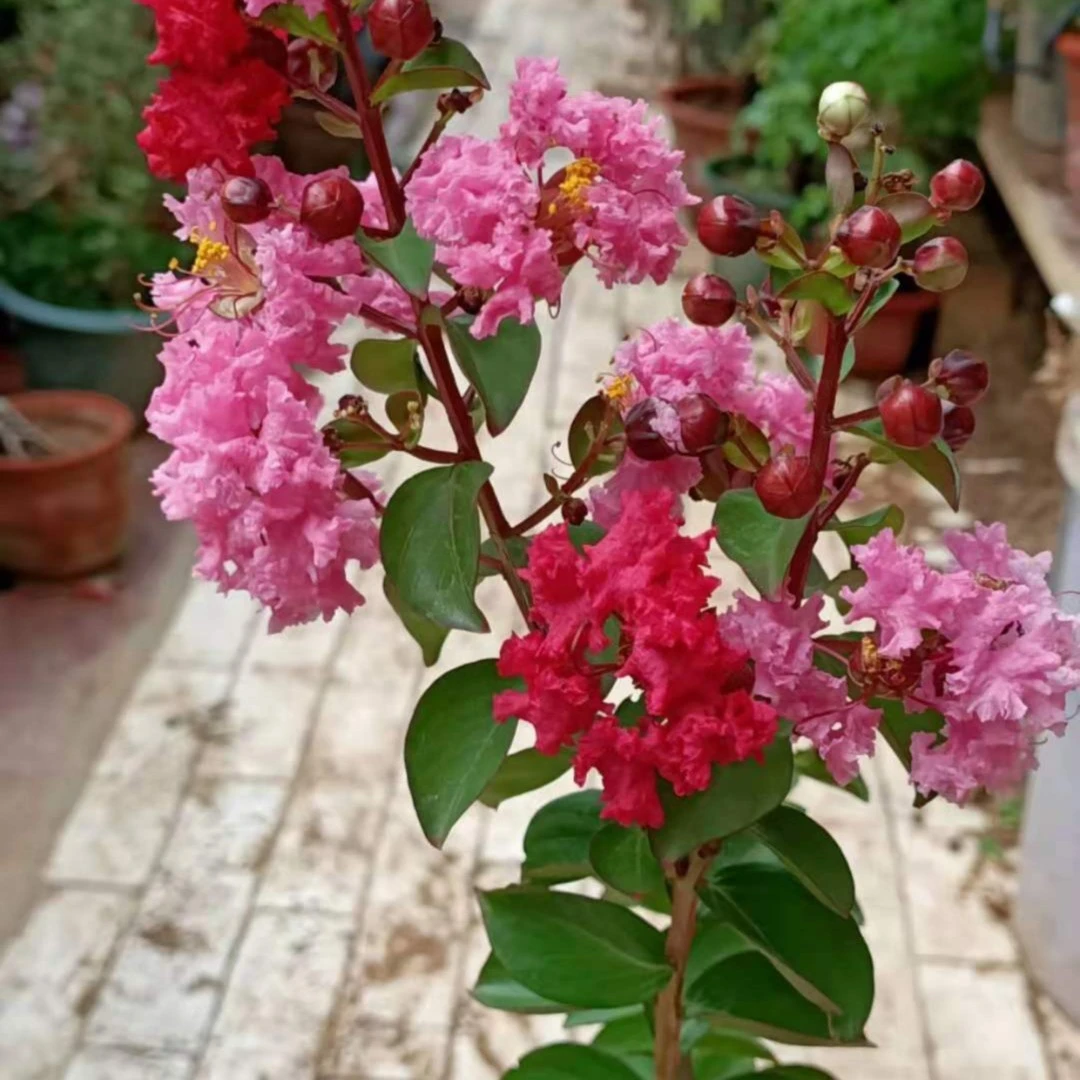 紫荆花 榔榆 对接白蜡 松树 黑松