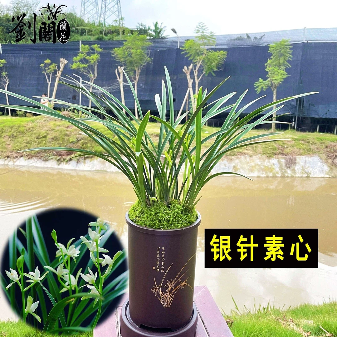 银针素心 刘阁兰花 四季兰花苗带多种款式盆种好 花卉绿植盆栽