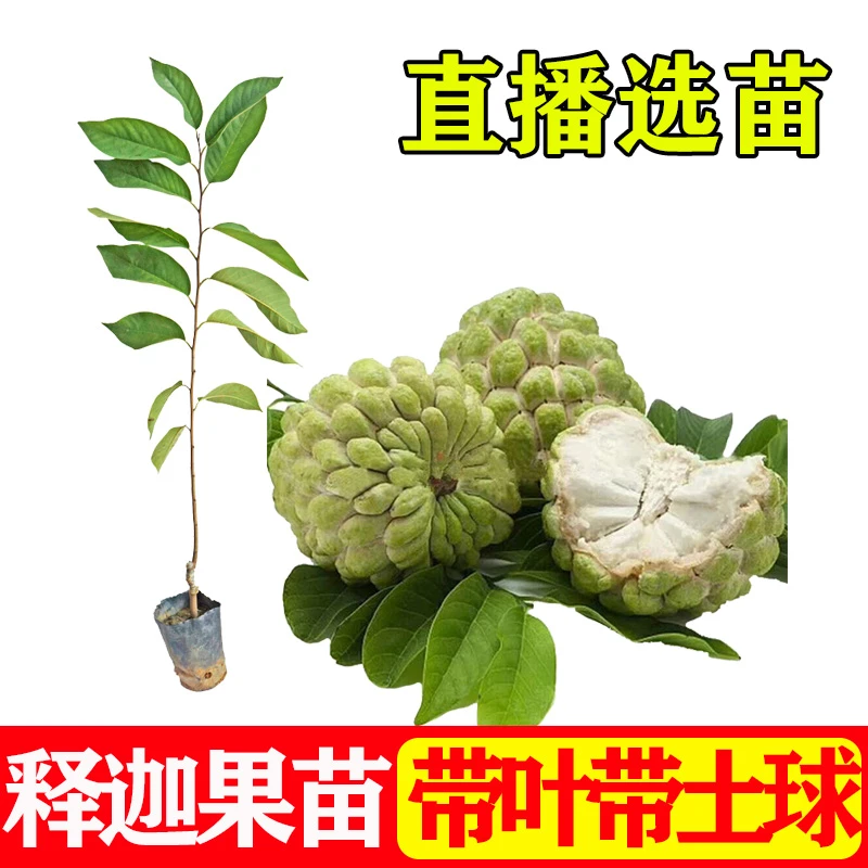 台湾凤梨榴莲释迦嫁接果树苗番荔枝地栽盆栽常绿南方种植带土发货