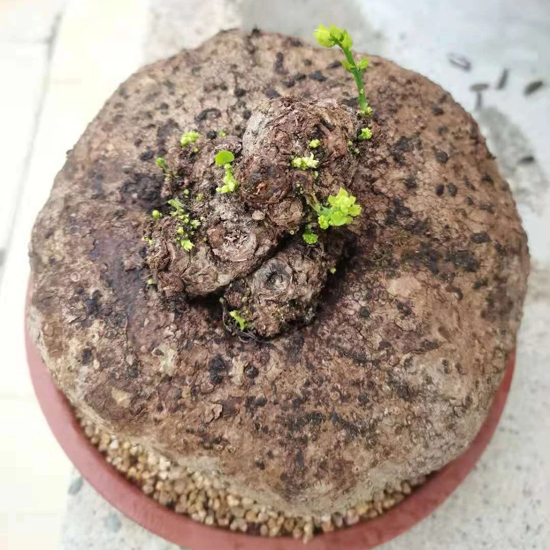 云南山乌龟块根爬藤绿植庭院阳台盆景组合盆栽