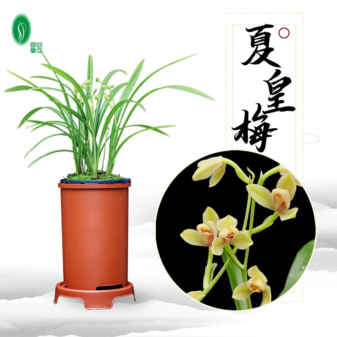 夏皇梅 建兰八大名品之一 梅瓣代表 2-5苗