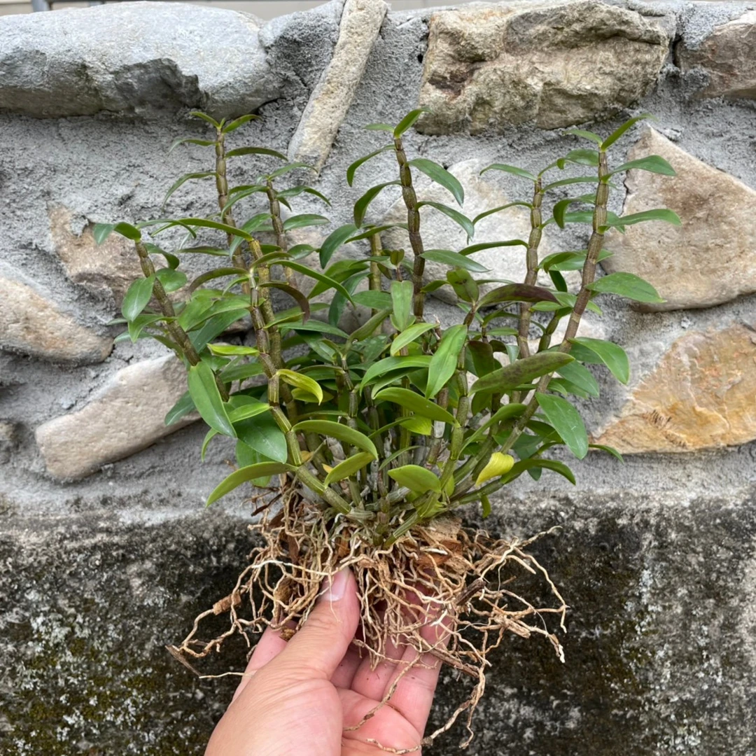 （一物一拍）铁皮石斛苗泡茶红杆驯化苗雁荡山鲜条苗绿植木桩盆栽