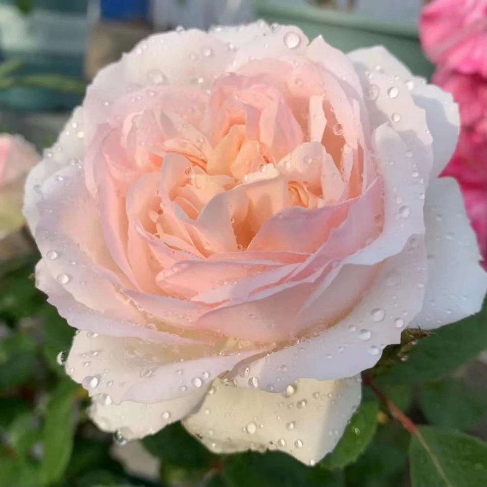 玫瑰大叔 斯蒂芬妮古城堡 灌木月季 丰花庭院阳台