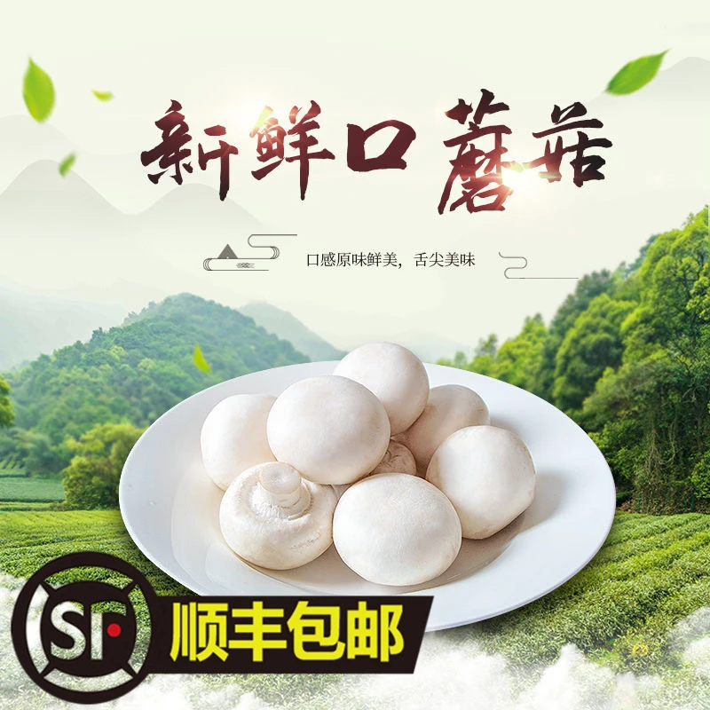 精选口蘑菇现摘发货烤口蘑食材新鲜食用菌山东聊城白蘑菇