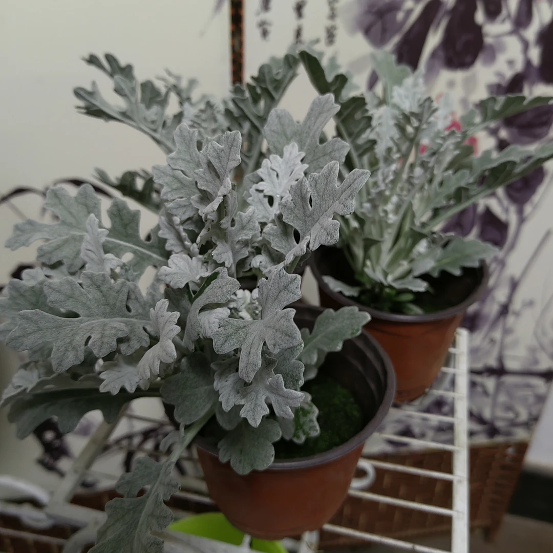 【小苗】三盆包邮 银叶菊草花绿植地栽多年生景观花镜植物观叶花卉