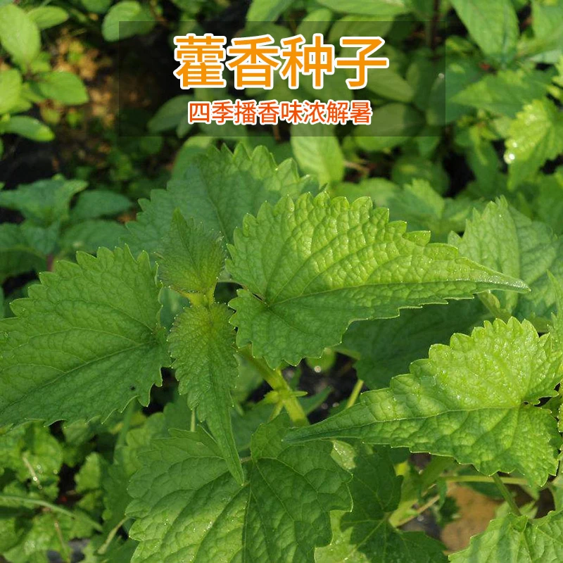 藿香种子 特色菜种子特色菜四季播多年生春季四季播香味浓解暑