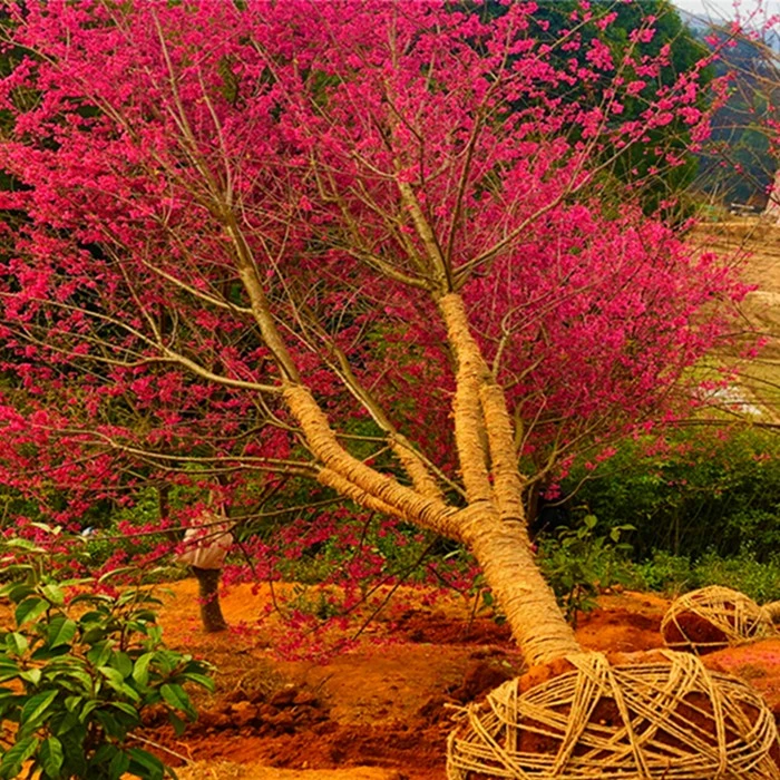 日本樱花树苗室外耐寒庭院风景树南北方地栽室内盆栽园林别墅花卉