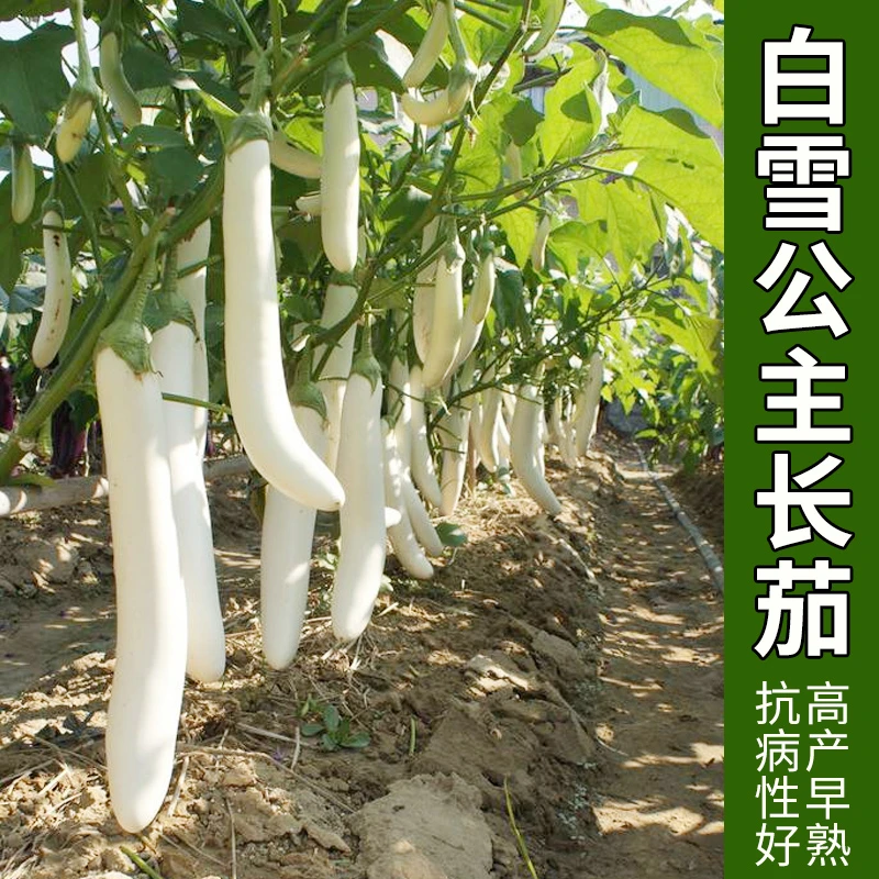 白长茄特色水果茄子种子简单春季蔬菜四季洁白