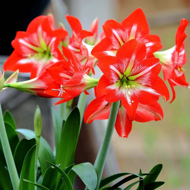 重瓣种球带花苞大花球室内外四季开花盆栽植物球根