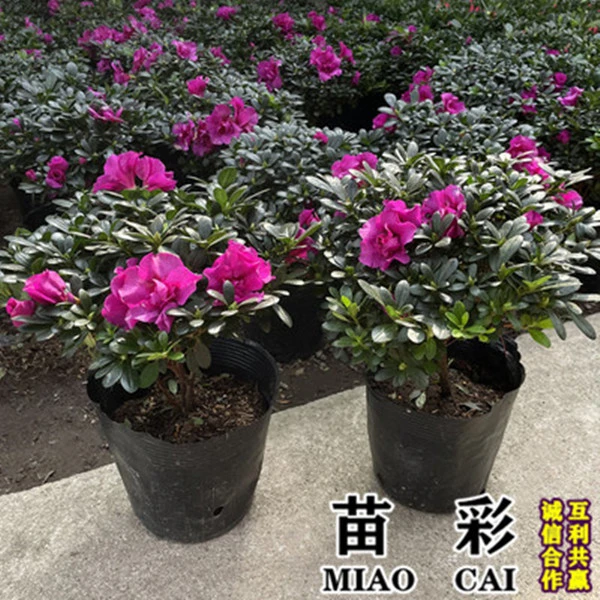 杜鹃花盆栽映山红杜鹃花盆景花卉杜鹃花苗室内客厅阳台绿色植物