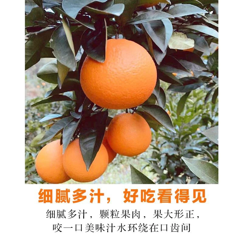 【顺丰】20斤装正宗江西赣南脐橙纽荷尔果肉脆嫩无核化渣果园直供