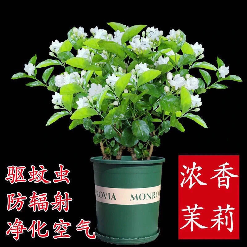 遇花卉茉莉花苗室外绿植花卉阳台茉莉花盆栽四季开花庭院窗台观