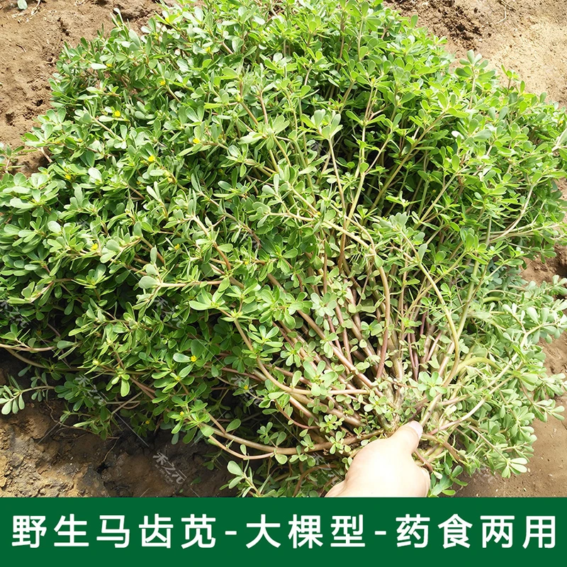 马齿苋种子农家种籽四季春季夏秋冬季种蔬菜种孑青菜盆栽野菜种籽