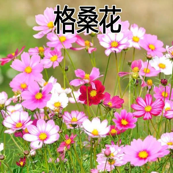 格桑花种子混色波斯菊种籽花种子四季播种花籽庭院盆栽花海景观