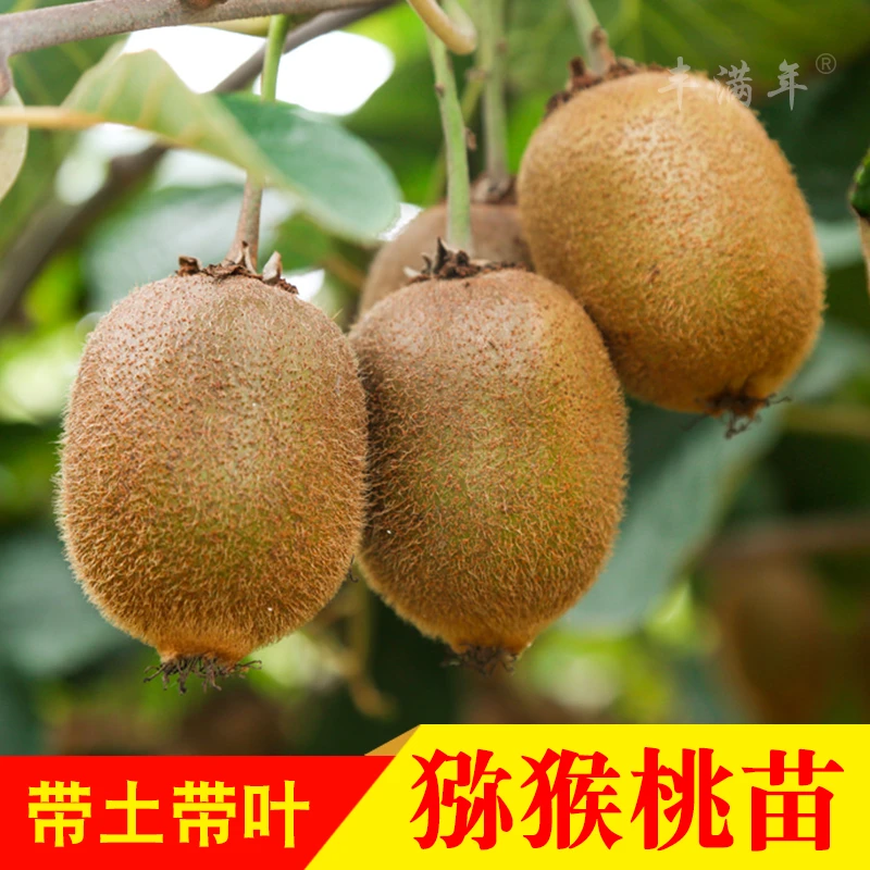 猕猴桃果树苗 红心绿心黄心猕猴桃嫁接苗 南北方种植奇异果树苗