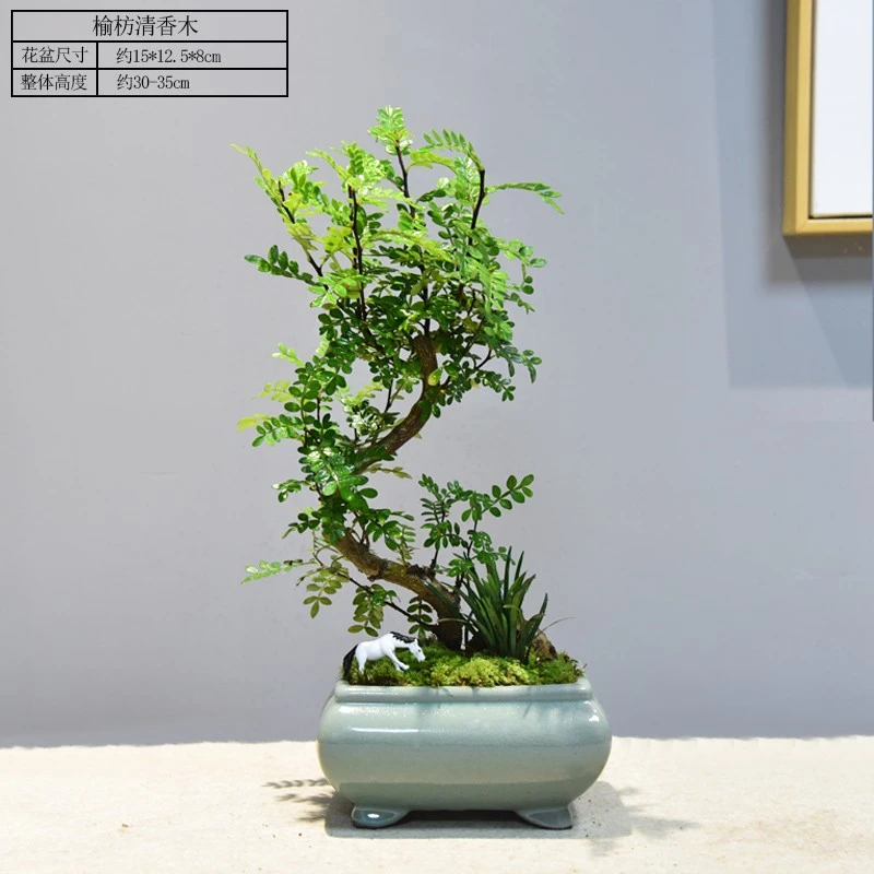 清香胡椒木盆栽花卉室内外驱蚊草植物老桩盆景绿植