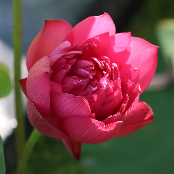 【心血】莲痴瓦力 中型盆栽观赏荷花丰花碗莲种藕一支