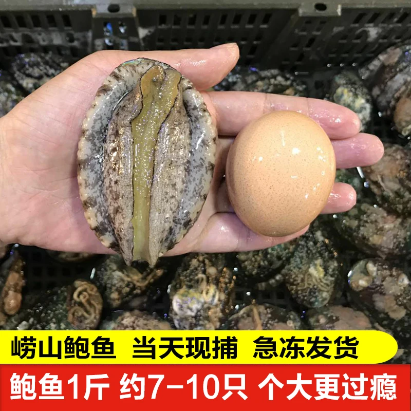 7-10头 鲍鱼鲜活 大个特大新鲜500g青岛海鲜水产贝类活小大鲍鱼