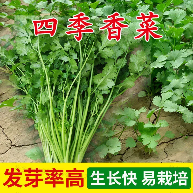 香菜种子四季易种新品大叶香菜批发蔬菜种子种籽耐热耐寒阳台盆栽