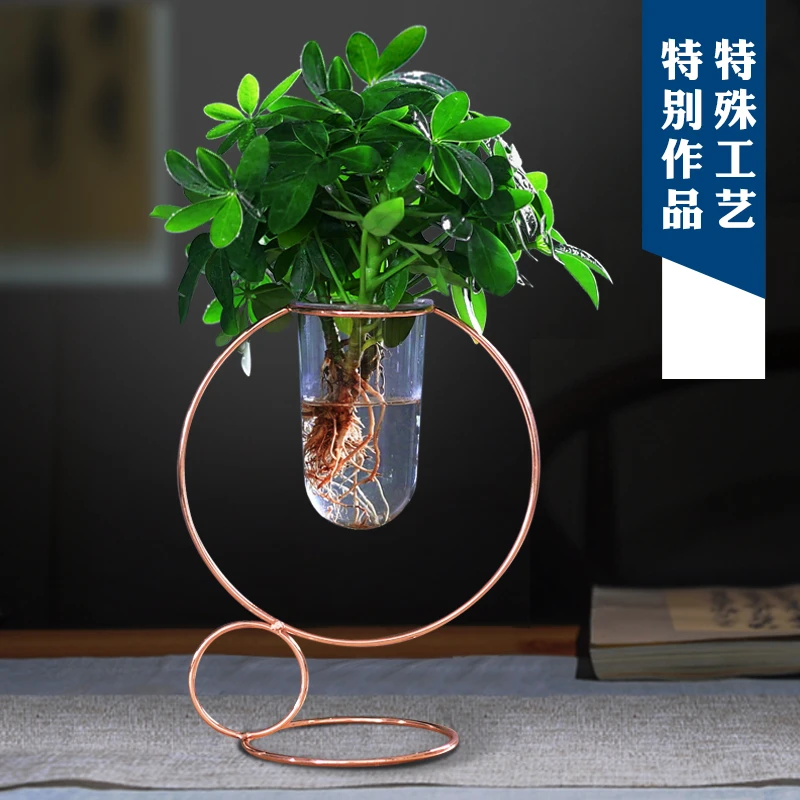 金钻七叶莲水培植物玻璃铁架绿植花卉净化空气好养室内办公植物