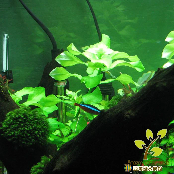 亚马逊水景馆绿丁香/绿色绿水丁香水草水中叶鱼缸造景中后景草